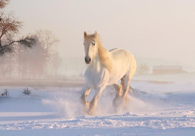 Pferde – Sensibel, Kraftvoll, Majestätisch