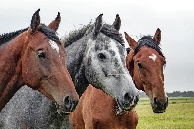 Was Pferde brauchen, um glücklich zu sein: Ein Blick in das Leben unserer vierbeinigen Freunde