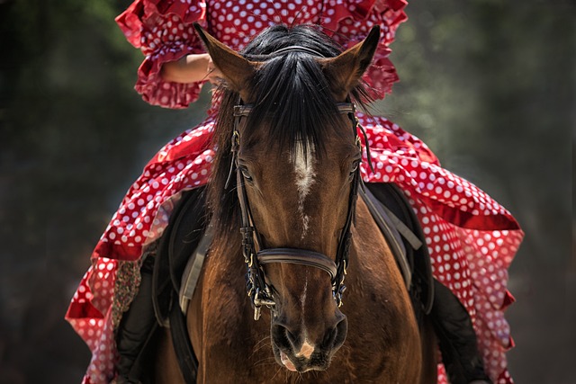 Reiten – Das Wichtigste auf einen Blick