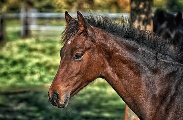 Warum sollte eine Schutzweste beim Reiten Pflicht sein?