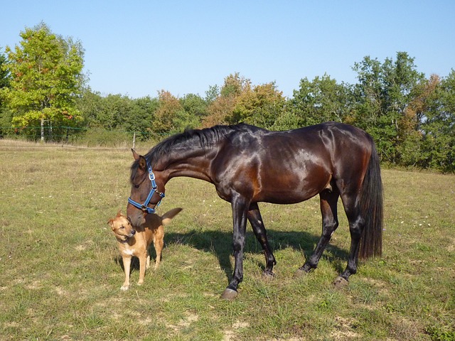 Hund und Pferd