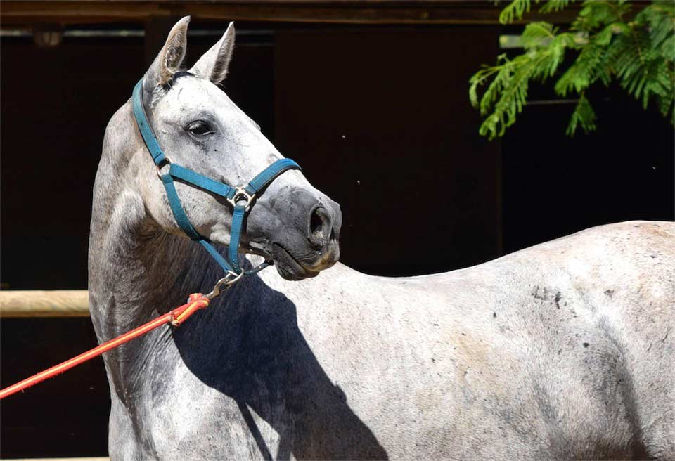 Spanische Pferde in Not - Andalusier